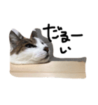 だるむつ（個別スタンプ：4）