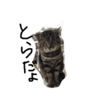 だるむつ（個別スタンプ：11）