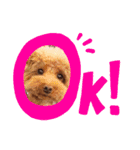 クー太の日常（個別スタンプ：5）