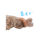 animal stamp ♡（個別スタンプ：3）