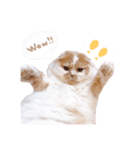 animal stamp ♡（個別スタンプ：4）