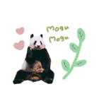 animal stamp ♡（個別スタンプ：11）