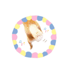 animal stamp ♡（個別スタンプ：13）