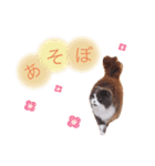 animal stamp ♡（個別スタンプ：16）