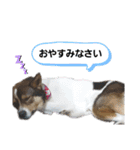 しおんの便利なスタンプ（個別スタンプ：1）