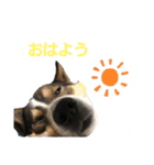 しおんの便利なスタンプ（個別スタンプ：6）