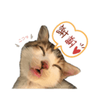 ラッテの休日（個別スタンプ：8）