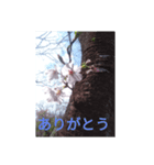kotaris（個別スタンプ：1）