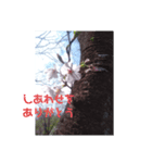 kotaris（個別スタンプ：3）