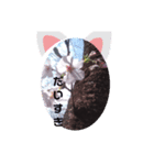 kotaris（個別スタンプ：4）