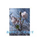 kotaris（個別スタンプ：5）
