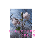 kotaris（個別スタンプ：8）