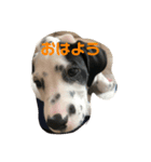 ダルメシアン レオン（個別スタンプ：1）
