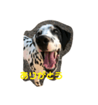 ダルメシアン レオン（個別スタンプ：3）