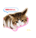 あもくんスタンプ♡3（個別スタンプ：6）
