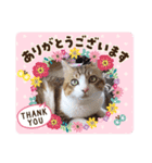 あもくんスタンプ♡3（個別スタンプ：7）