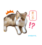 あもくんスタンプ♡3（個別スタンプ：16）