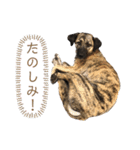 ペティです その2（個別スタンプ：6）