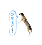 ペティです その2（個別スタンプ：11）