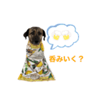 ペティです その2（個別スタンプ：12）