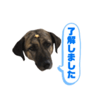 ペティです その2（個別スタンプ：14）