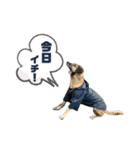 ペティです その2（個別スタンプ：15）