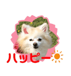 maron 771M（個別スタンプ：8）