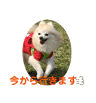maron 771M（個別スタンプ：12）