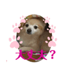 maron 771M（個別スタンプ：17）