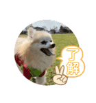 maron 771M（個別スタンプ：18）