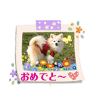 maron 771M（個別スタンプ：20）