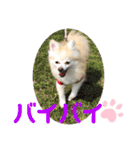 maron 771M（個別スタンプ：21）
