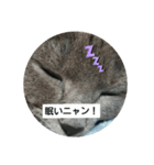 猫のひとりごと♥️（個別スタンプ：1）