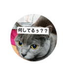 猫のひとりごと♥️（個別スタンプ：4）
