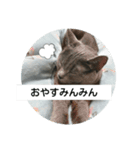 猫のひとりごと♥️（個別スタンプ：8）