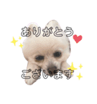 ピース＆メルシー（個別スタンプ：7）