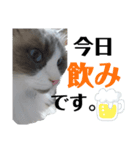ネコが捗るあまぐり、ぺこ、らてスタンプ（個別スタンプ：8）