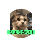 球のあいさつ（個別スタンプ：1）