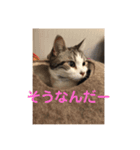 球のあいさつ（個別スタンプ：5）