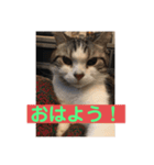 球のあいさつ（個別スタンプ：6）