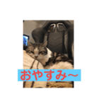 球のあいさつ（個別スタンプ：7）