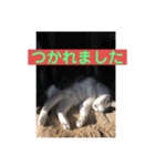 球のあいさつ（個別スタンプ：8）