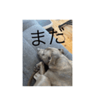 gapanese（個別スタンプ：2）