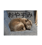 gapanese（個別スタンプ：6）