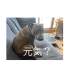 gapanese（個別スタンプ：11）