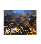 gapanese（個別スタンプ：12）