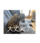gapanese（個別スタンプ：13）
