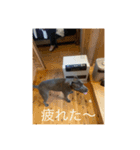 gapanese（個別スタンプ：14）