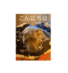 gapanese（個別スタンプ：15）