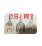 鳥スタンプ自分用。クオリティ超低め。（個別スタンプ：6）